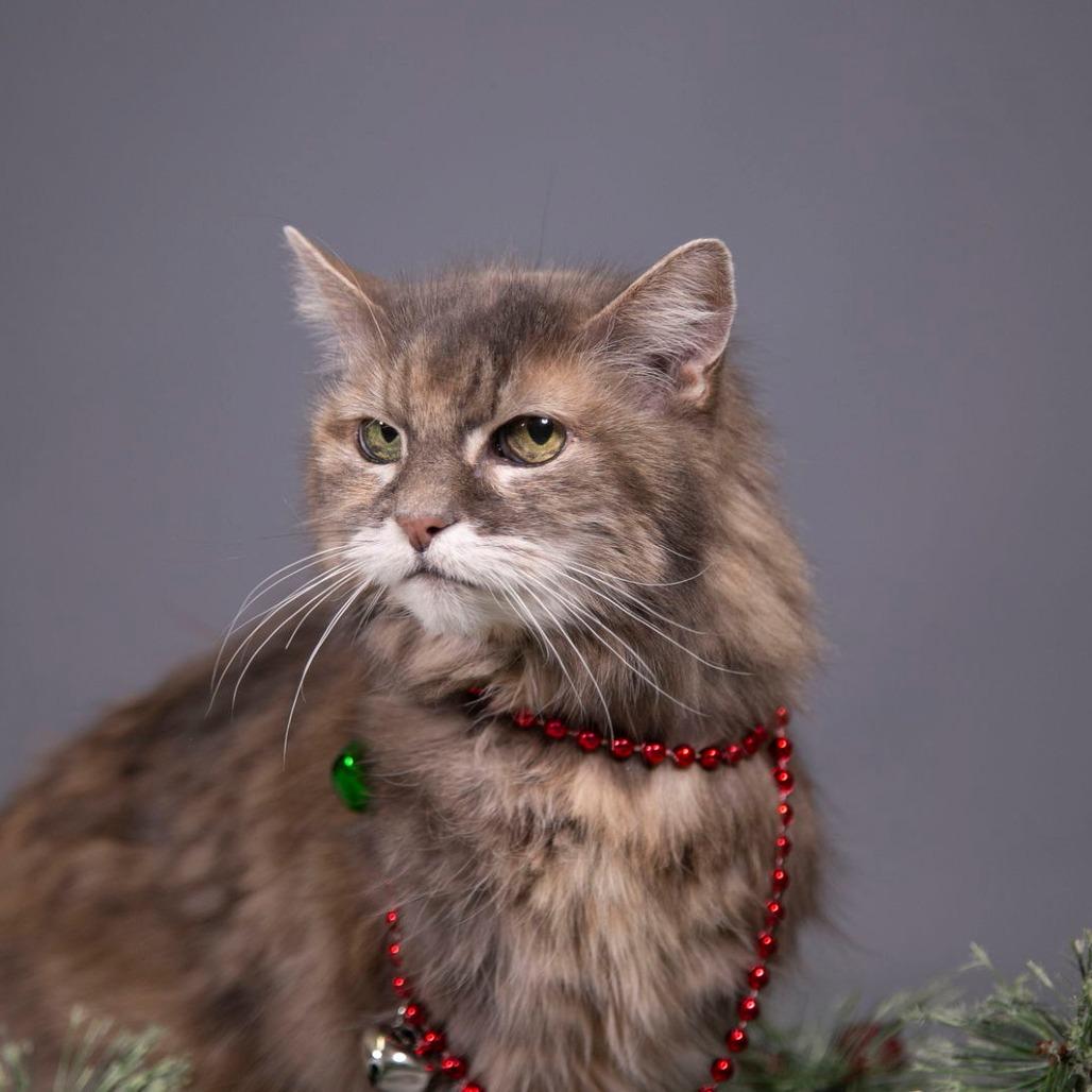 Ellie C6810, a Adoptable Domestic Long Hair in Princeton, MN image 2/6