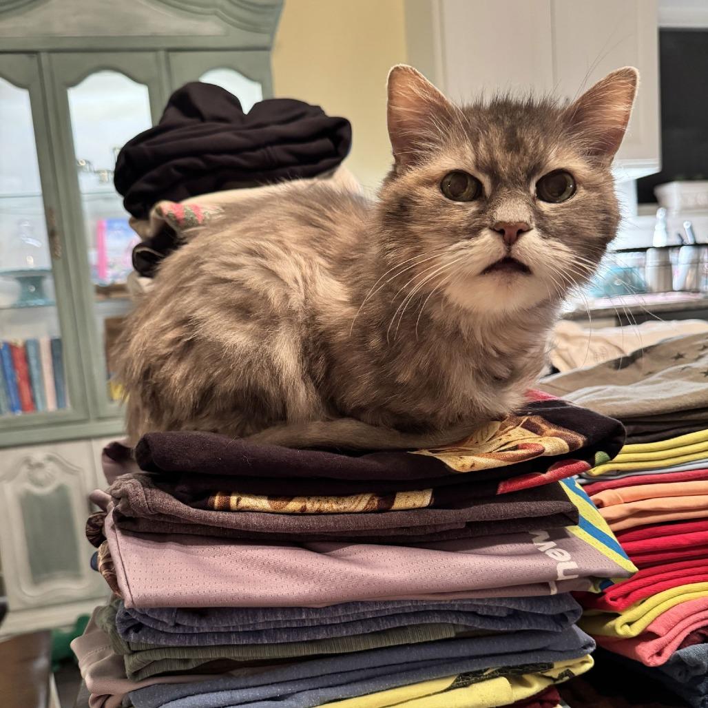 Ellie C6810, a Adoptable Domestic Long Hair in Princeton, MN image 2/5