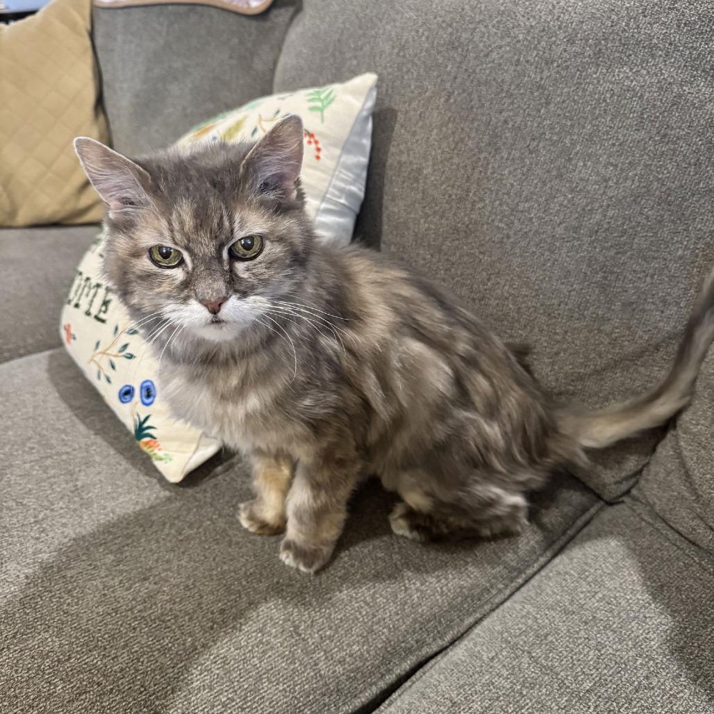 Enlarge Ellie C6810, a Adoptable Domestic Long Hair in Princeton, MN image 2/5