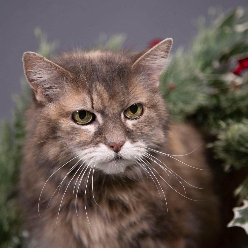 Ellie C6810, a Adoptable Domestic Long Hair in Princeton, MN image 3/6