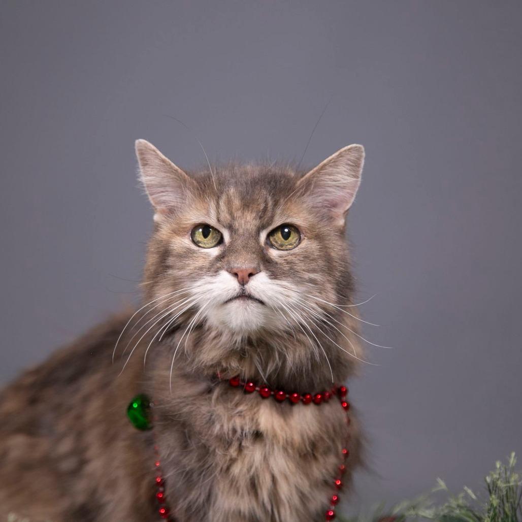 Ellie C6810, a Adoptable Domestic Long Hair in Princeton, MN image 3/6