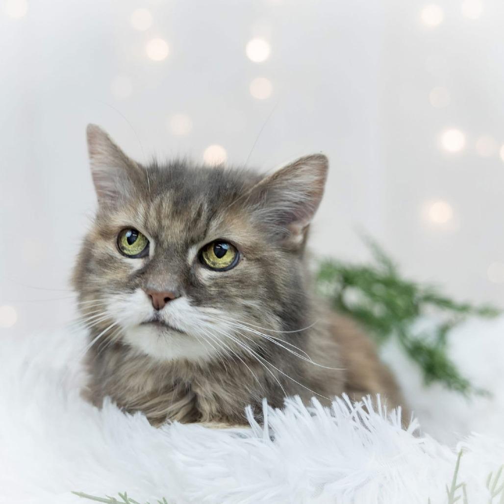 Ellie C6810, a Adoptable Domestic Long Hair in Princeton, MN image 4/6