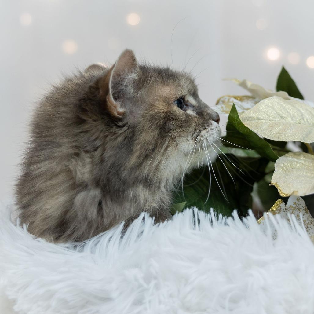 Ellie C6810, a Adoptable Domestic Long Hair in Princeton, MN image 5/6