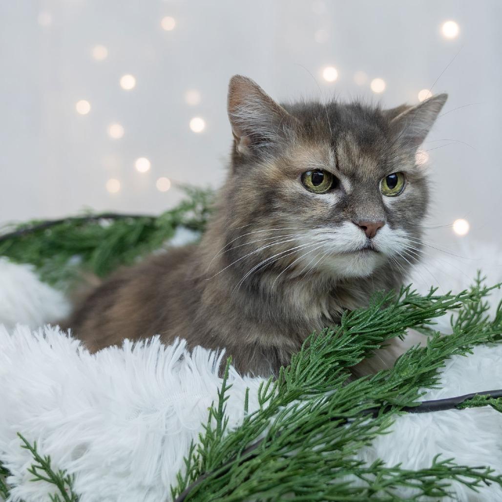 Ellie C6810, a Adoptable Domestic Long Hair in Princeton, MN image 6/6