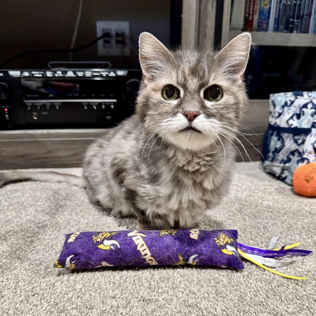 Enlarge Ellie C6810, a Adoptable Domestic Long Hair in Princeton, MN image 5/5