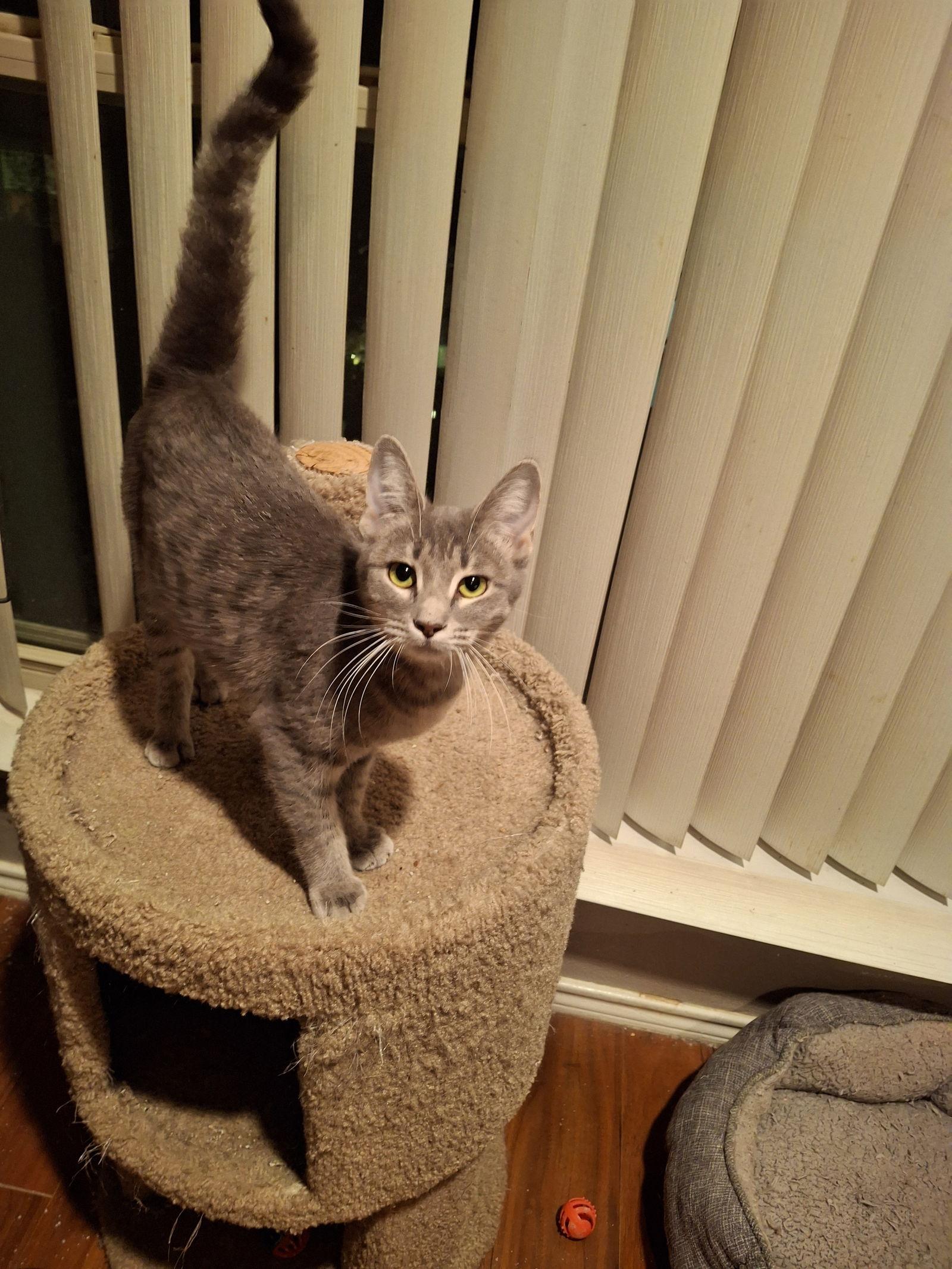 Lotus #gentle-flower, Adopted, Young Female Tabby & American Shorthair.