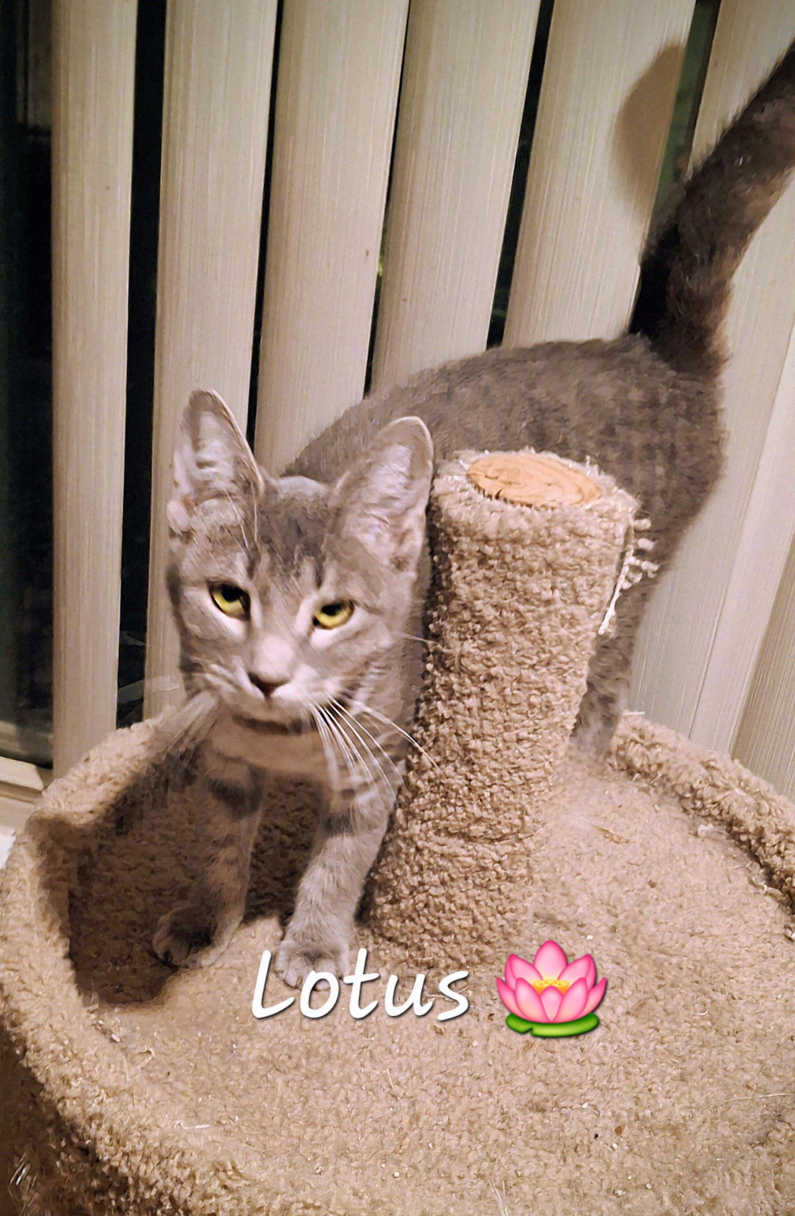 Enlarge Lotus #gentle-flower, a Adopted mixed breed in Houston, TX image 2/3