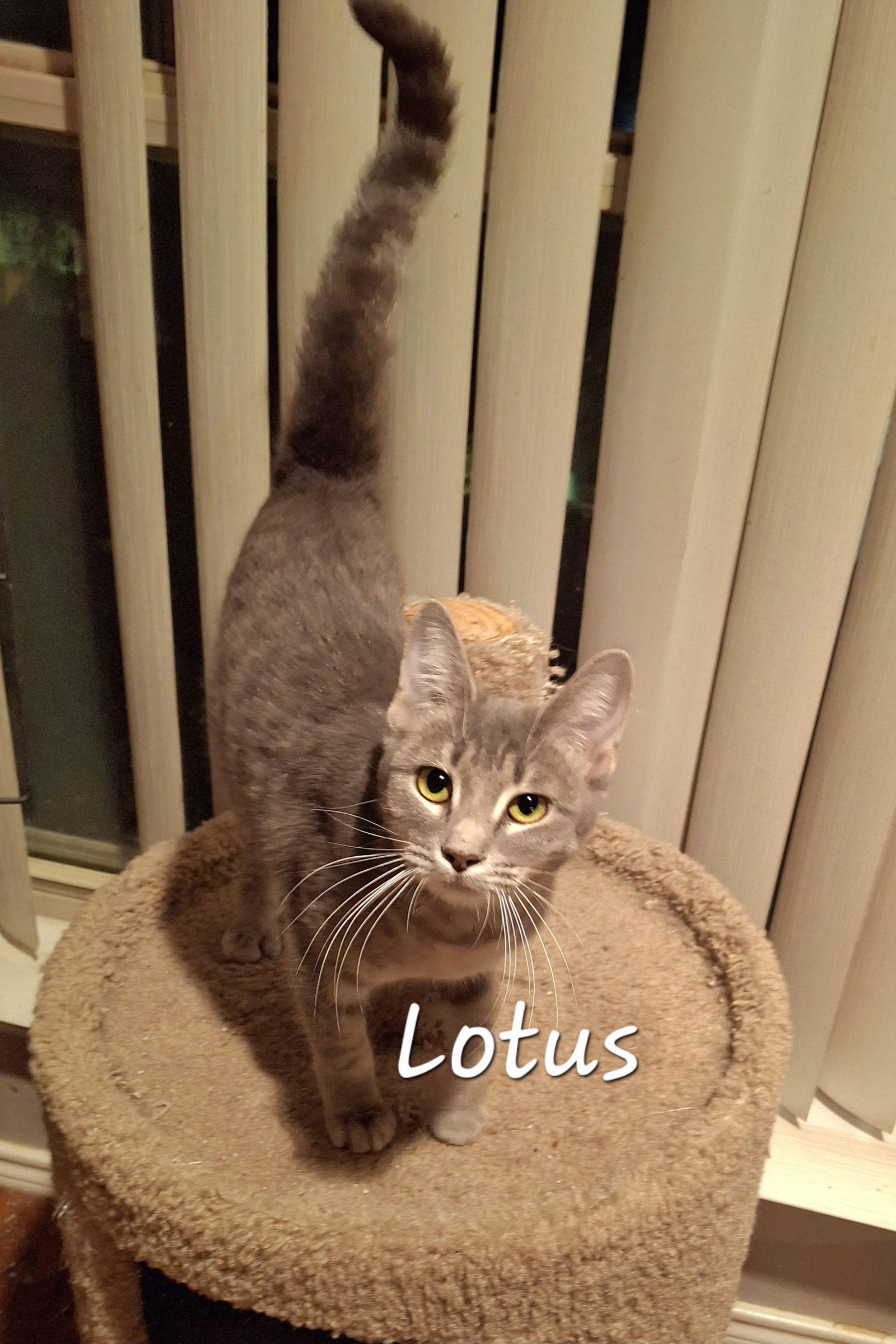 Enlarge Lotus #gentle-flower, a Adopted mixed breed in Houston, TX image 3/3