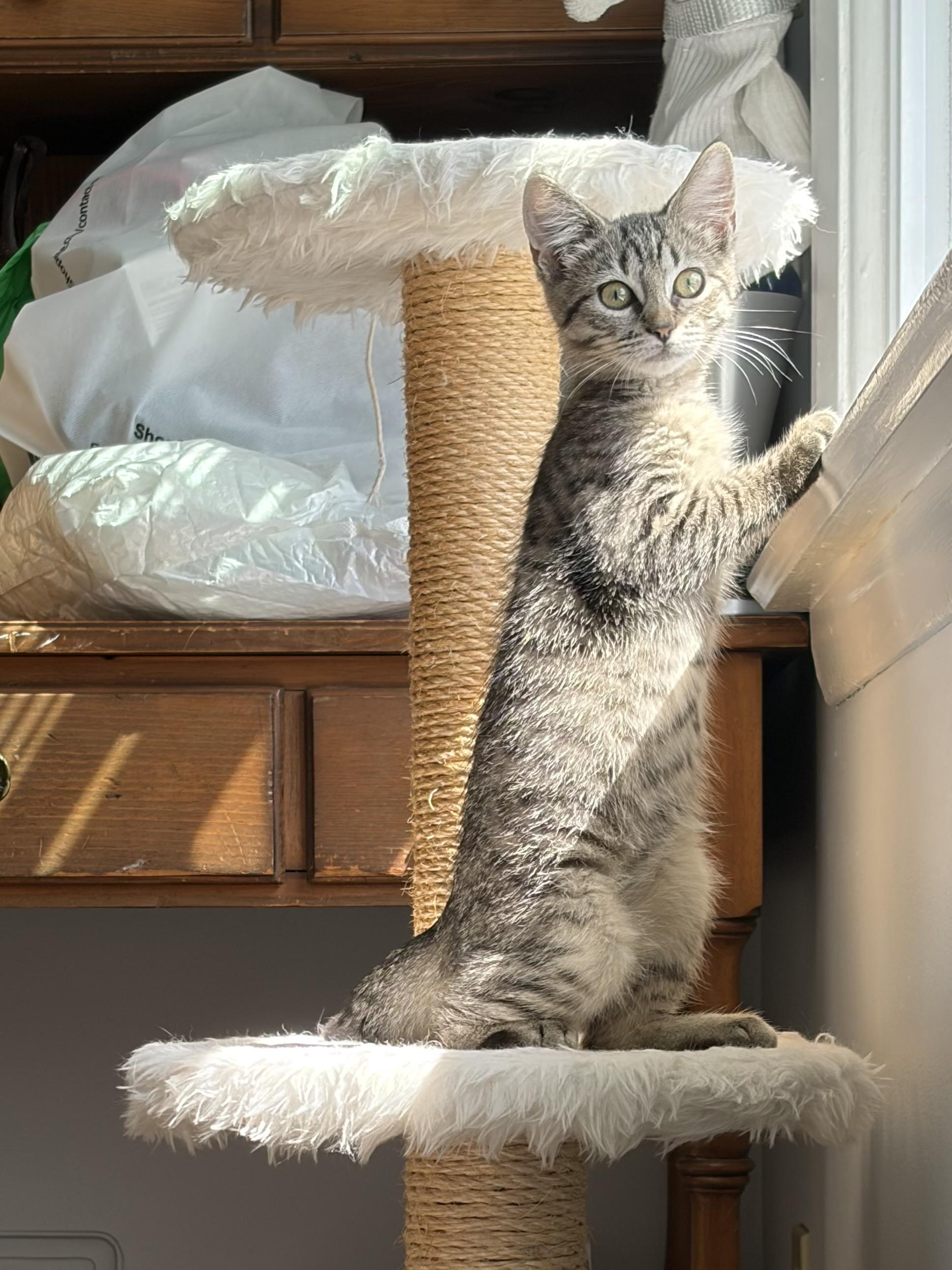 Enlarge Aloo, a Adoptable American Shorthair in Highland Park, NJ image 3/4