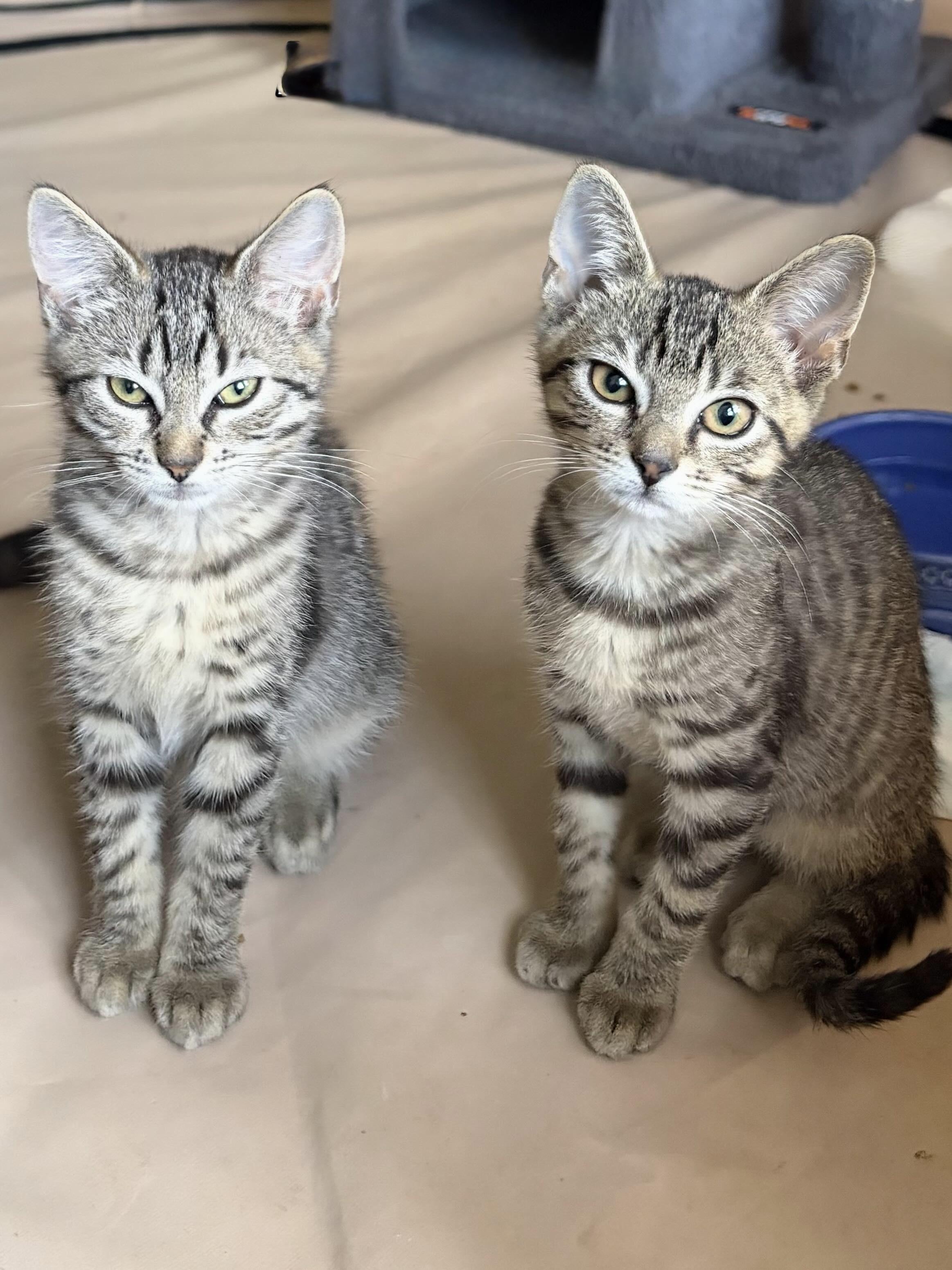 Enlarge Aloo, a Adoptable American Shorthair in Highland Park, NJ image 2/4