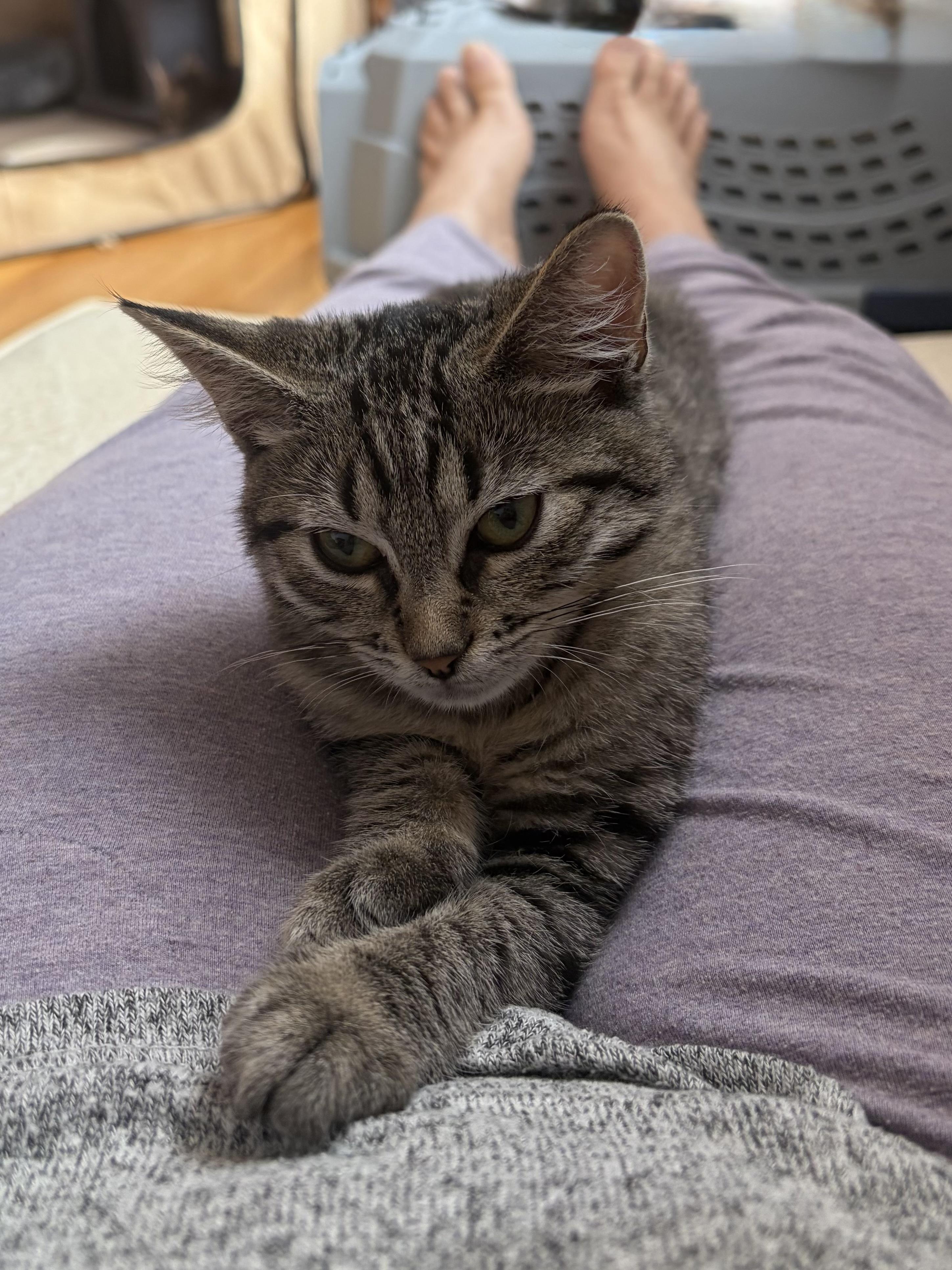 Enlarge Aloo, a Adoptable American Shorthair in Highland Park, NJ image 4/4