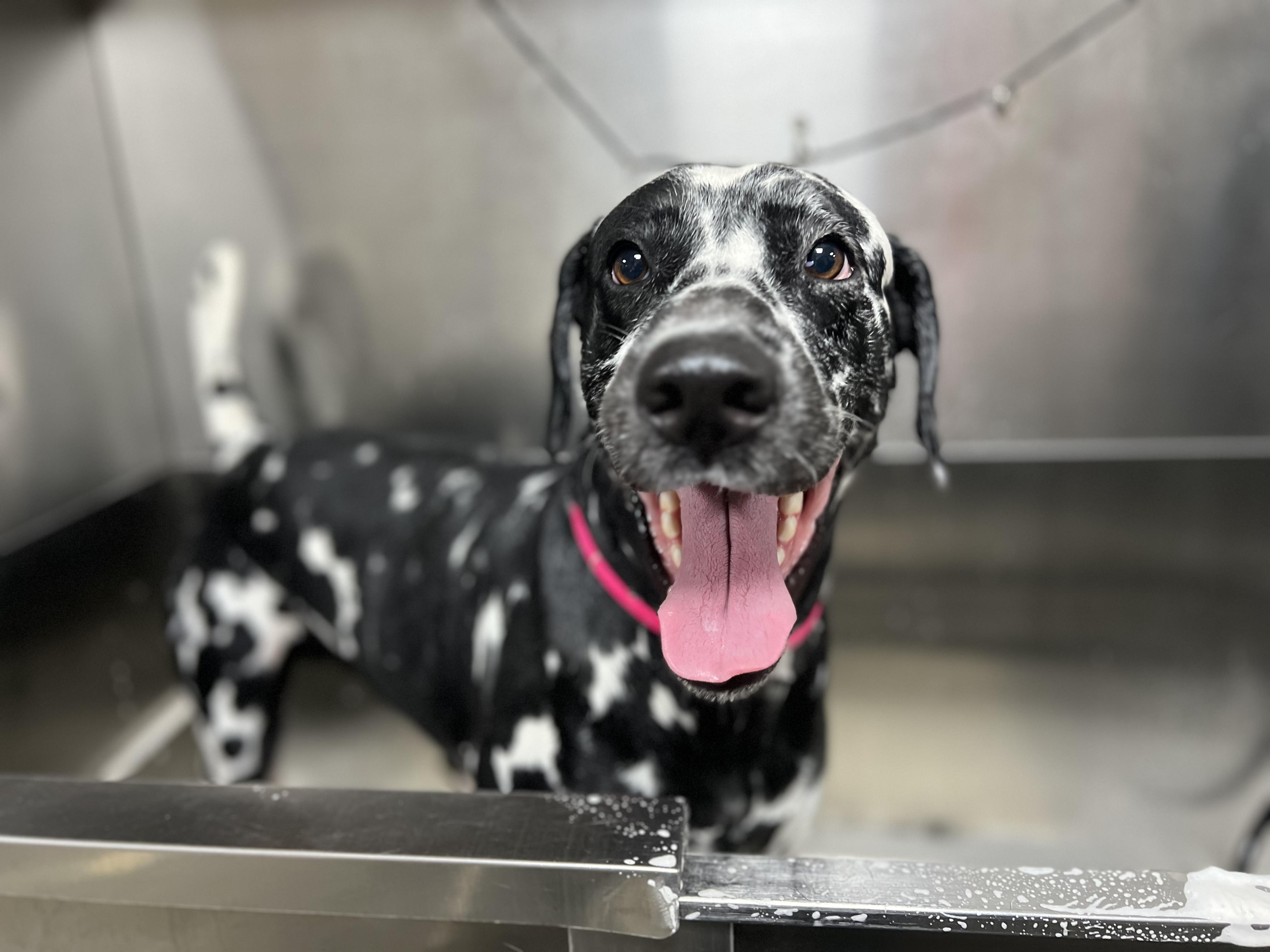 Sigmund, ADOPTABLE, Adult Male Dalmatian.