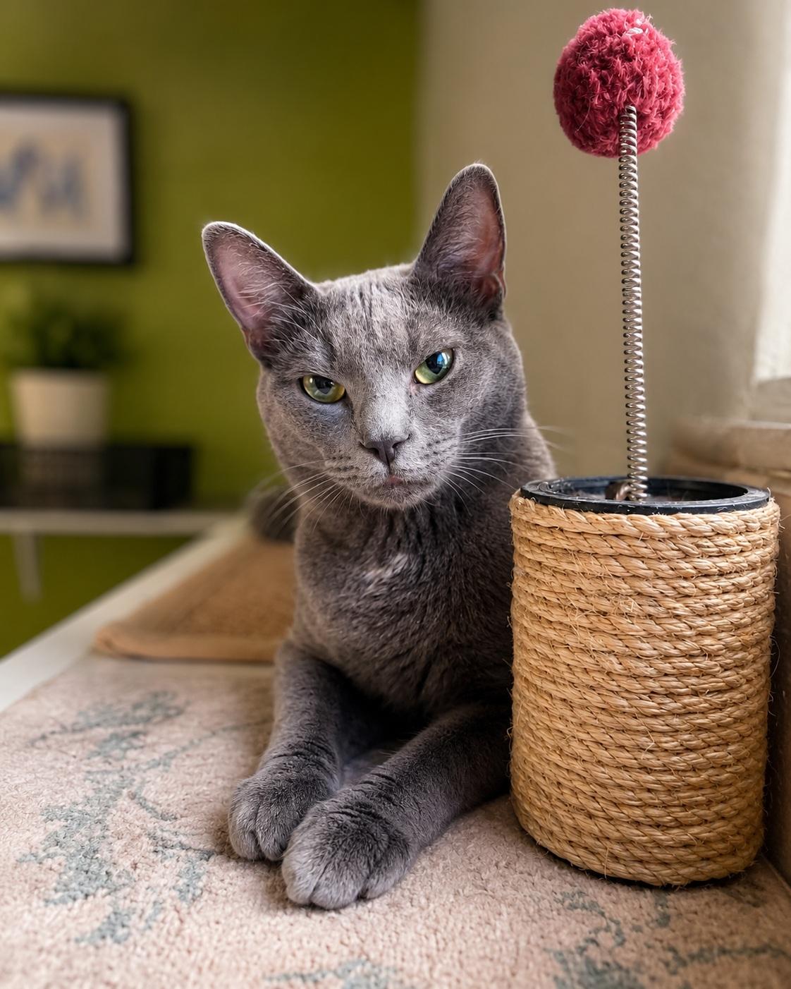 Sonic, ADOPTABLE, Young Male Domestic Short Hair.