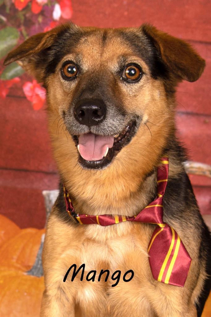 Mango, Adoptable, Adult Male Shepherd.
