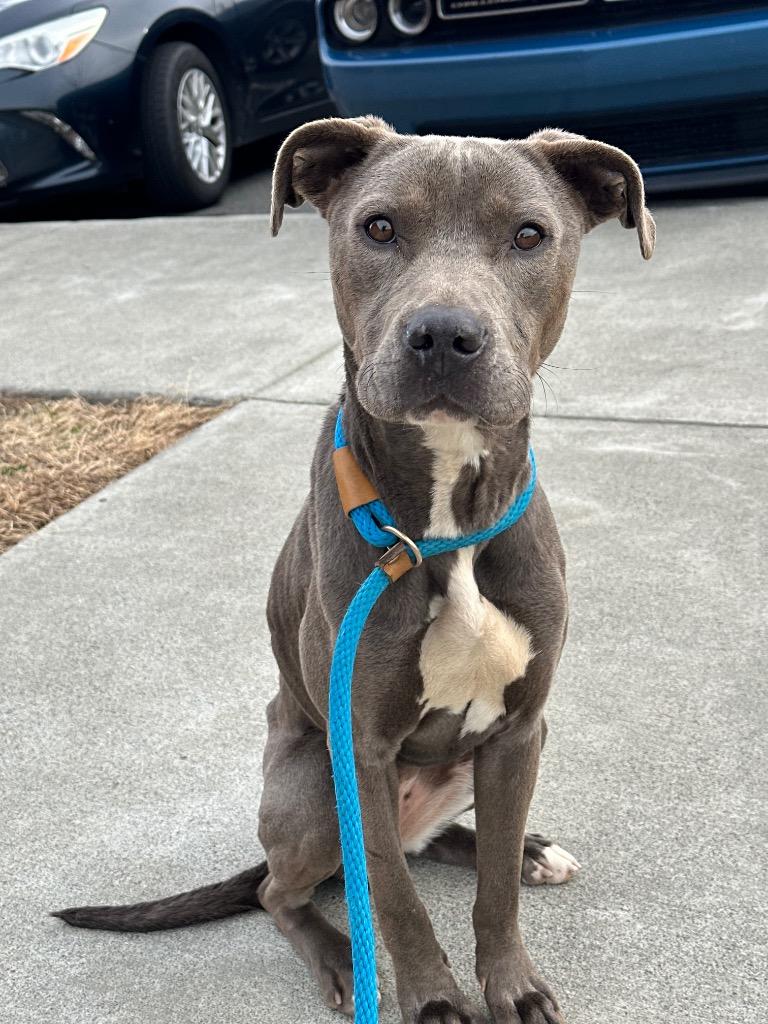 Enlarge Ziggy, a Adoptable Pit Bull Terrier in Oxford, NC image 1/4