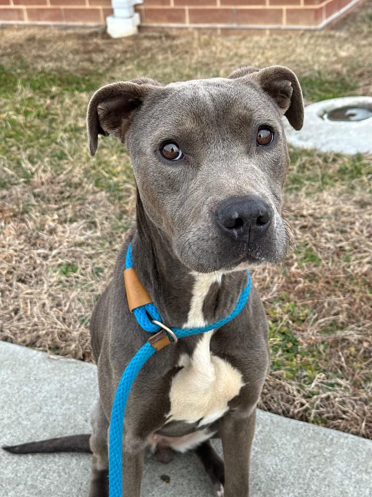 Enlarge Ziggy, a Adoptable Pit Bull Terrier in Oxford, NC image 3/4