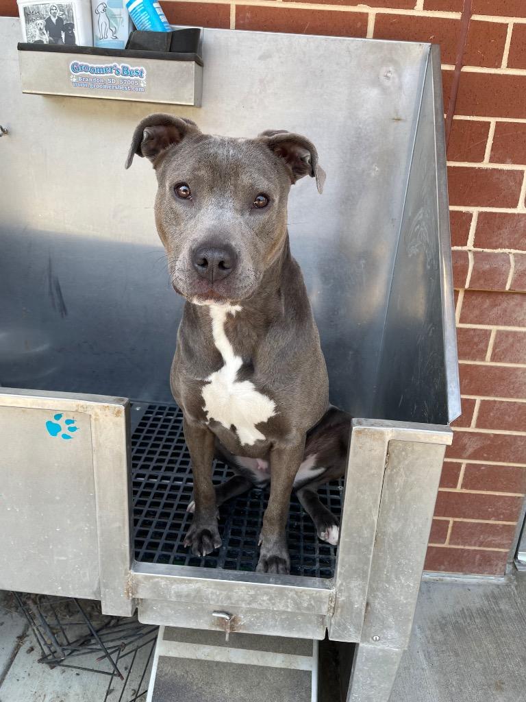 Enlarge Ziggy, a Adoptable Pit Bull Terrier in Oxford, NC image 4/4