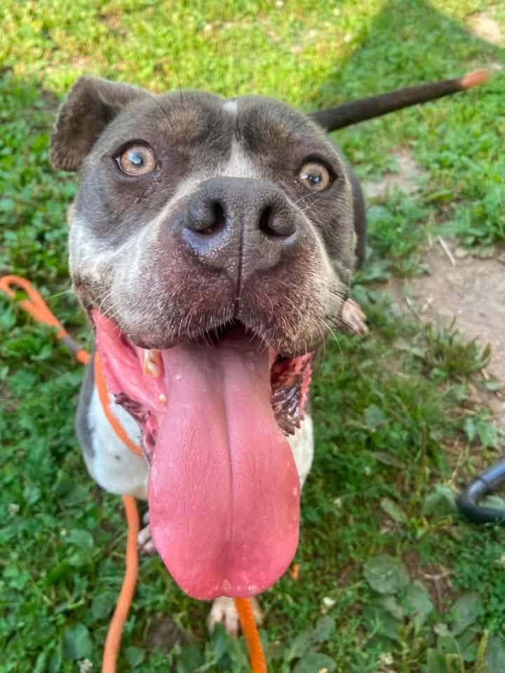 Bayalage, a ADOPTABLE Pit Bull Terrier in Chicago, IL image 3/5