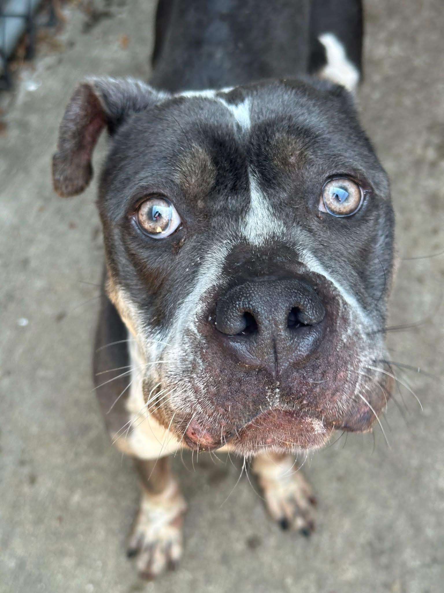 Bayalage, a ADOPTABLE Pit Bull Terrier in Chicago, IL image 2/5