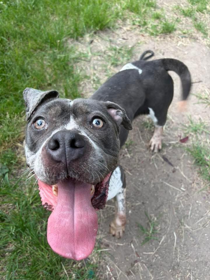 Bayalage, a ADOPTABLE Pit Bull Terrier in Chicago, IL image 4/5