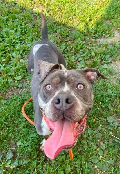 Bayalage, a ADOPTABLE Pit Bull Terrier in Chicago, IL image 1/5