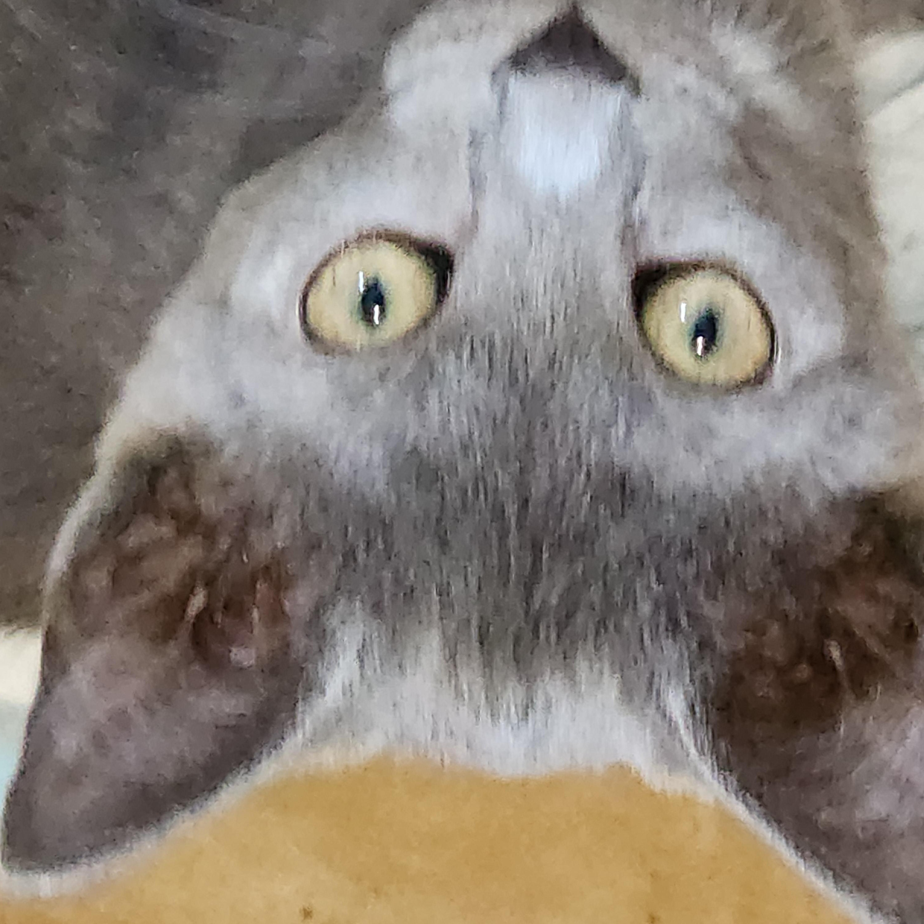 Enlarge Blueberry, a Adoptable Domestic Short Hair in EAST LEROY, MI image 2/2