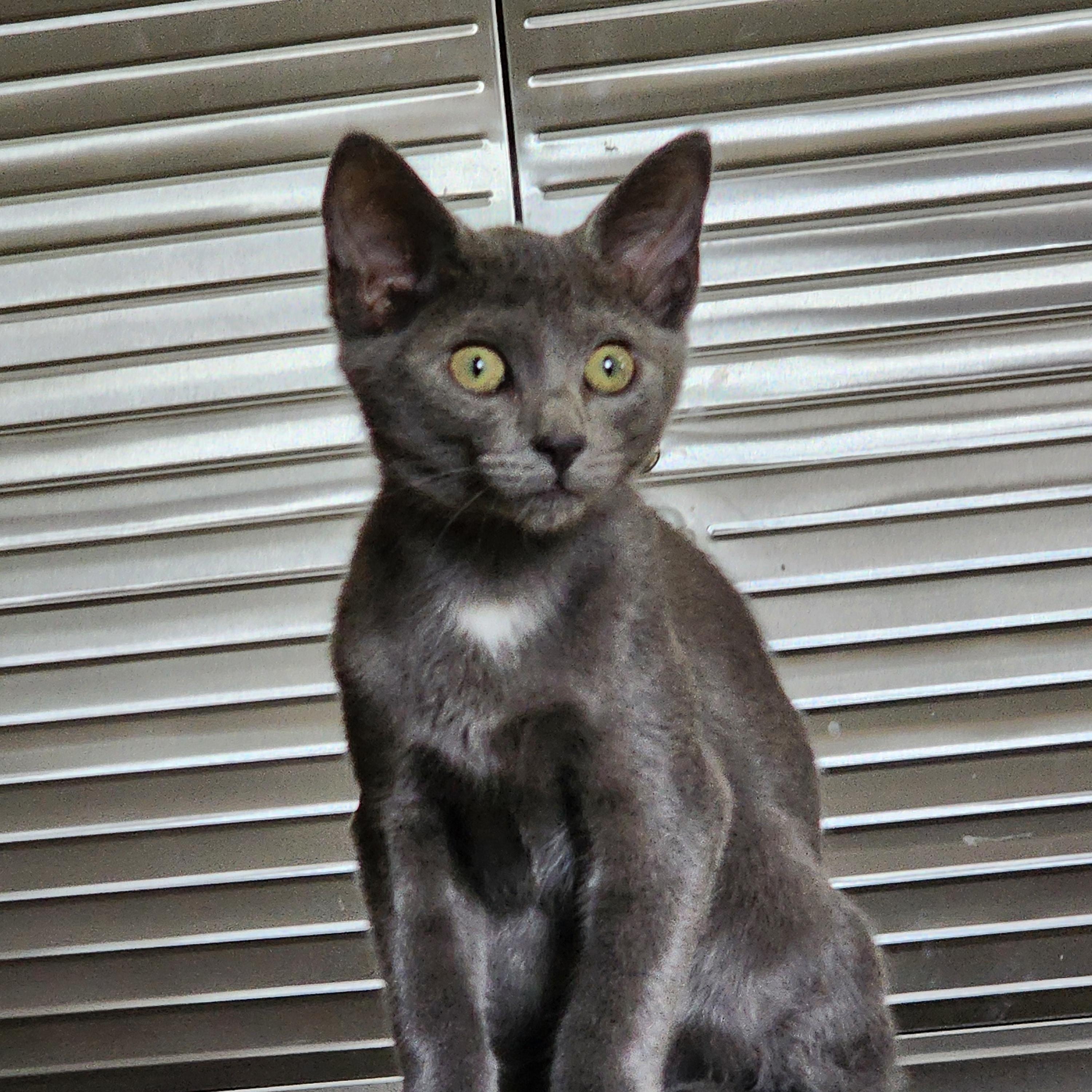 Enlarge Blueberry, a Adoptable Domestic Short Hair in EAST LEROY, MI image 1/2