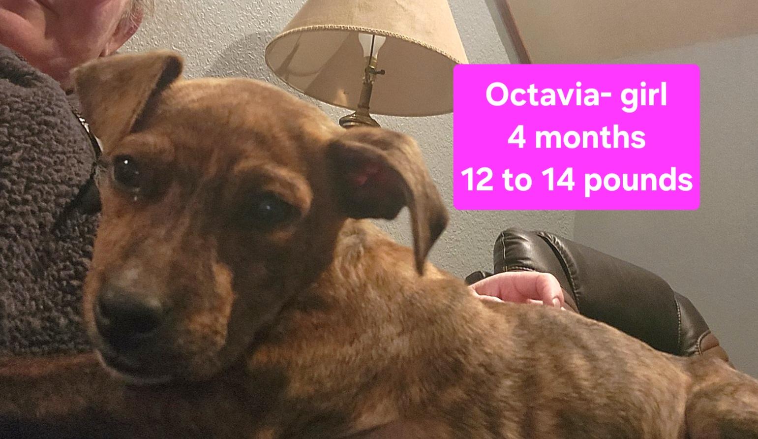 Enlarge Octavia, an adopted mixed breed in Clinton, MO image 2/2