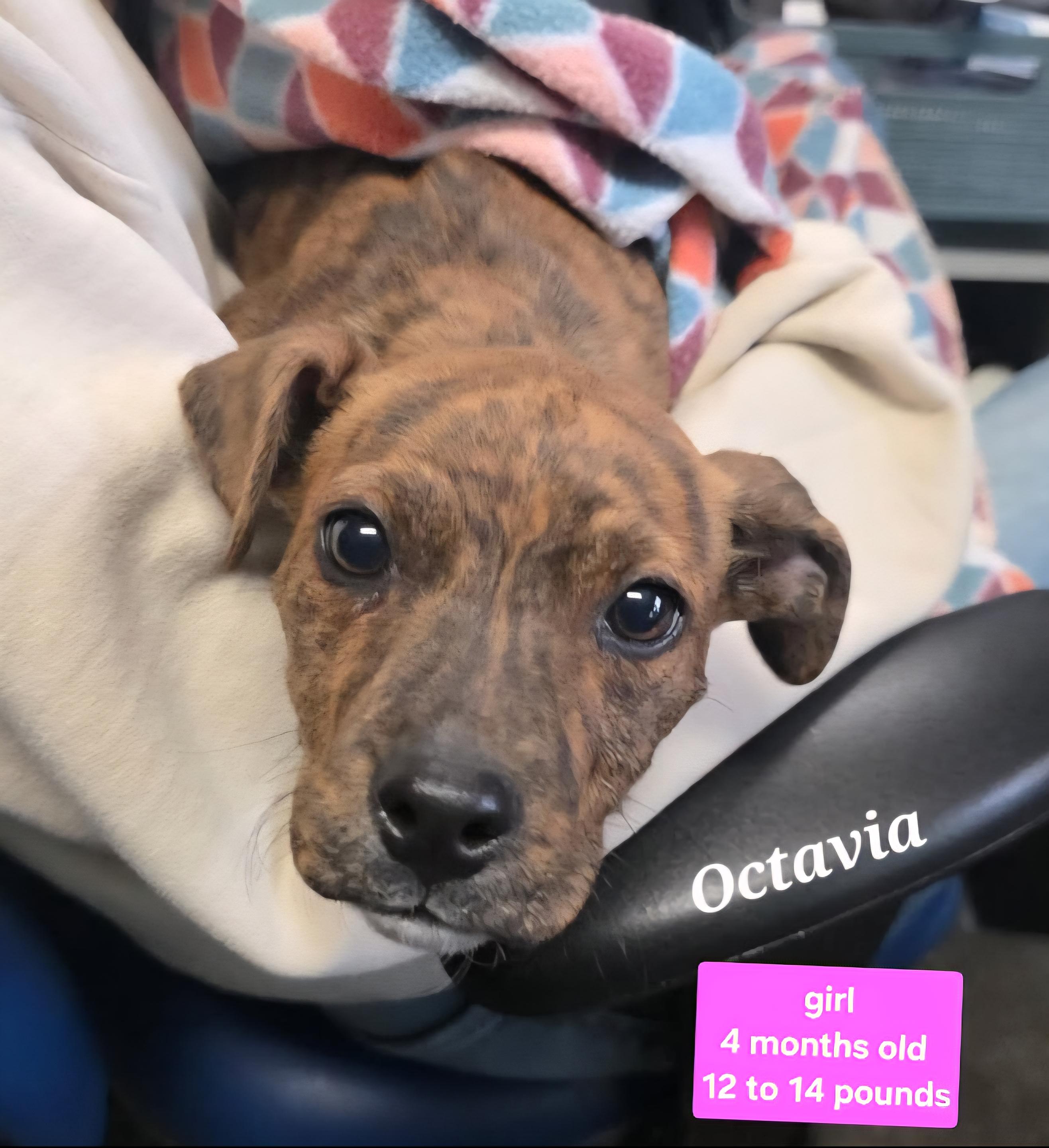 Octavia, adopted, Puppy Female American Staffordshire Terrier.