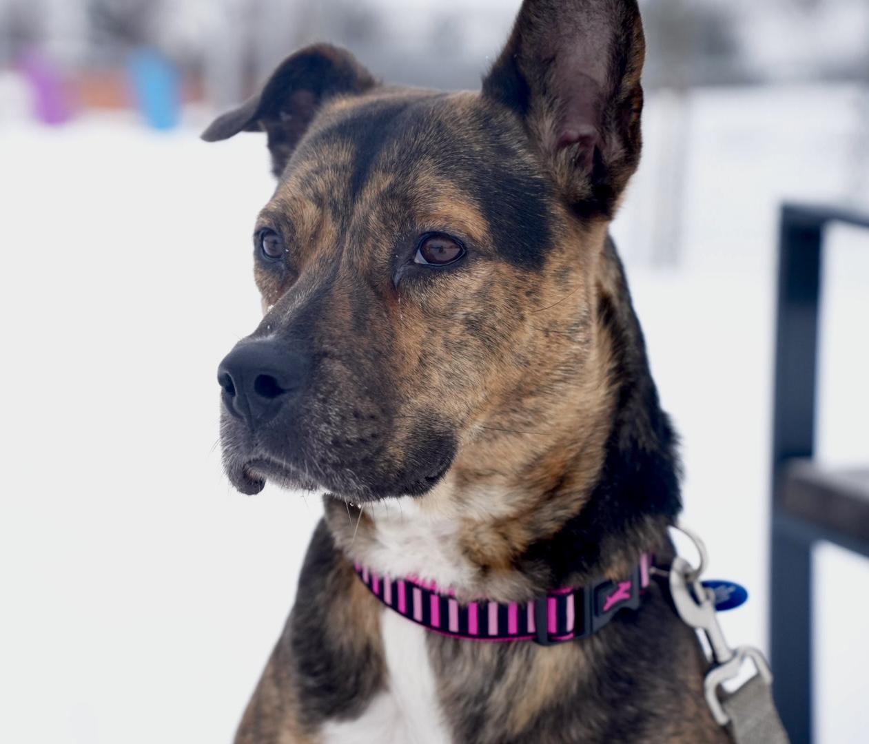 Enlarge Talulah, a Adoptable mixed breed in Guelph, ON image 1/6