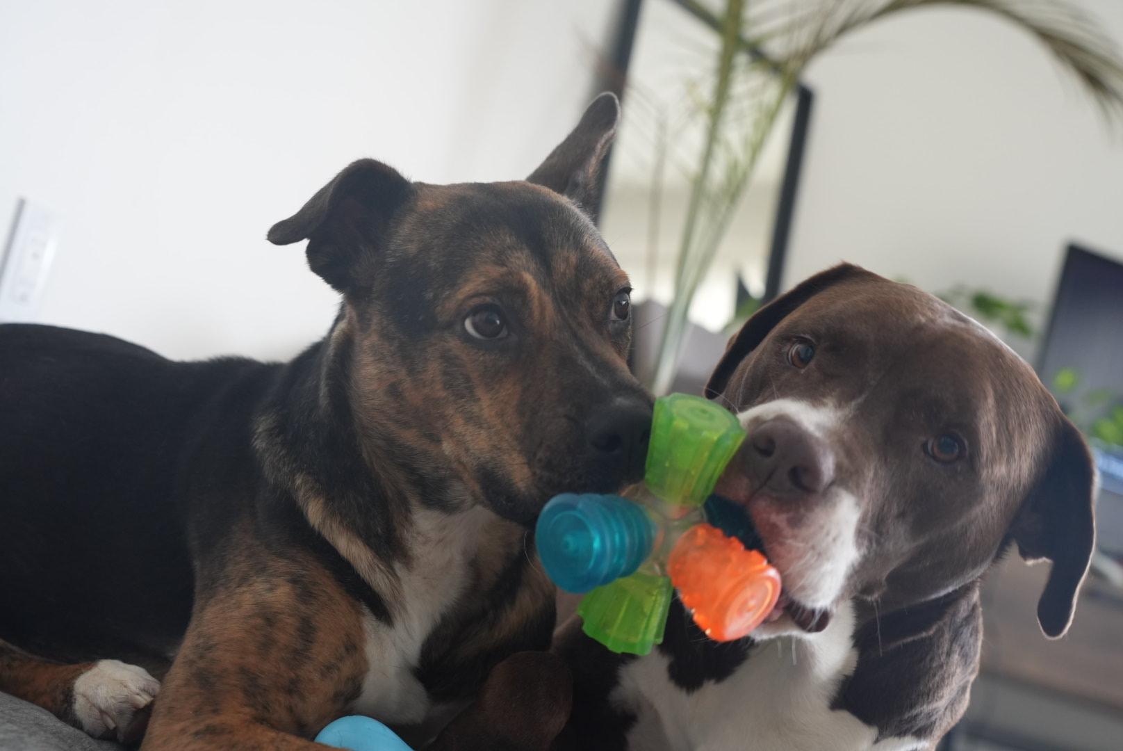 Enlarge Talulah, a Adoptable mixed breed in Guelph, ON image 3/6