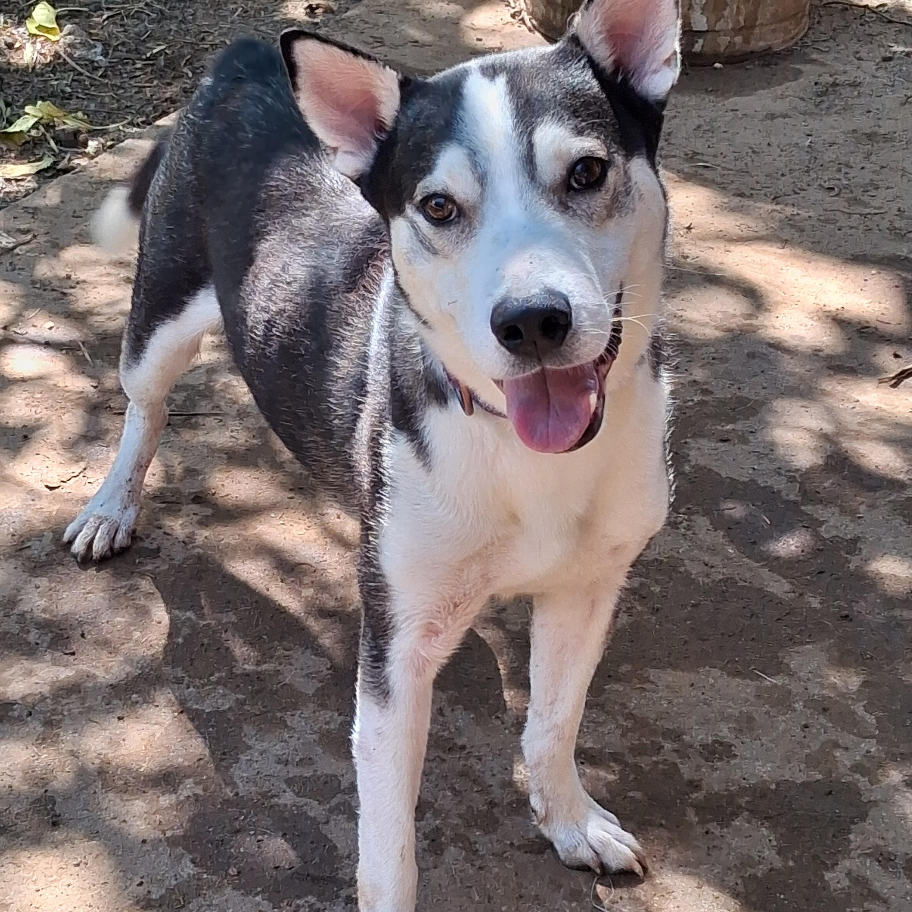 Grandpa, Adoptable, Adult Male Husky.