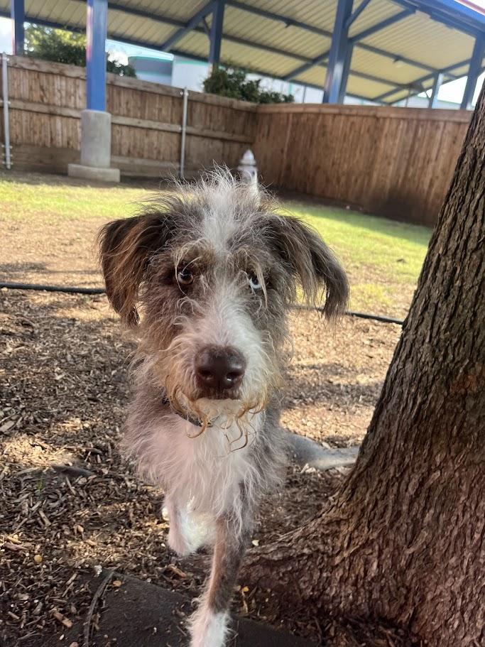 Timon A212818, an adoptable Aussiedoodle in Plano, TX, 75093 | Photo Image 3
