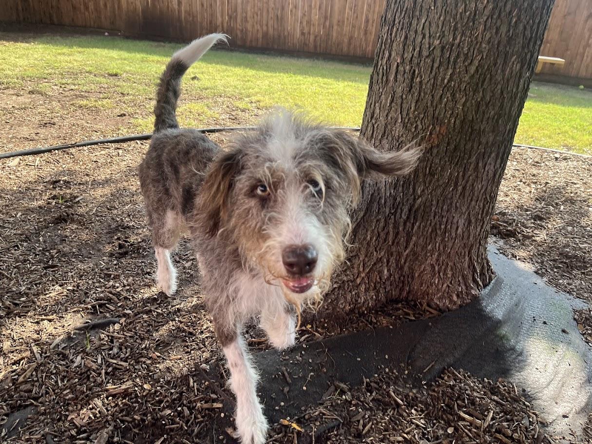 Timon A212818, an adoptable Aussiedoodle in Plano, TX, 75093 | Photo Image 4
