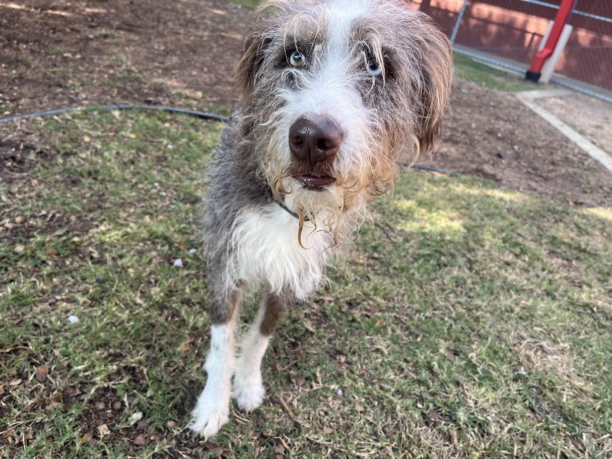 Timon A212818, an adoptable Aussiedoodle in Plano, TX, 75093 | Photo Image 6