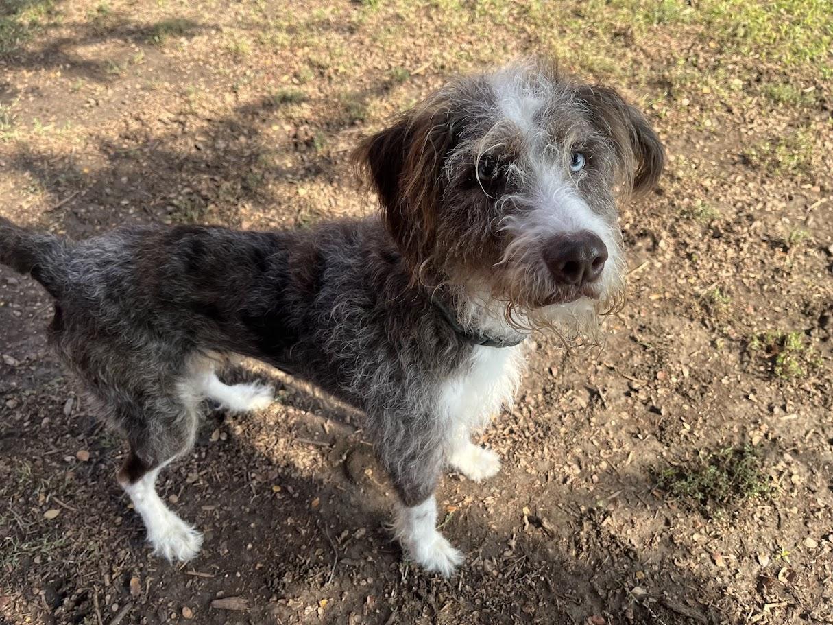 Timon A212818, an adoptable Aussiedoodle in Plano, TX, 75093 | Photo Image 2