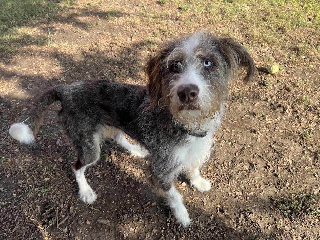 Timon A212818, an adoptable Aussiedoodle in Plano, TX, 75093 | Photo Image 1