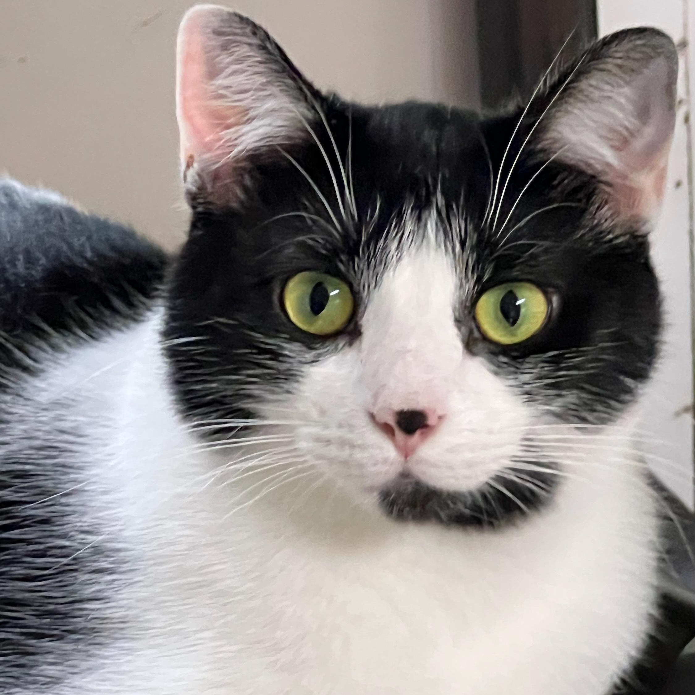 Enlarge Orena, a ADOPTABLE Domestic Short Hair in St. Marys, WV image 1/3