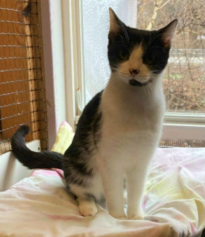 Orena, ADOPTABLE, Young Female Domestic Short Hair.