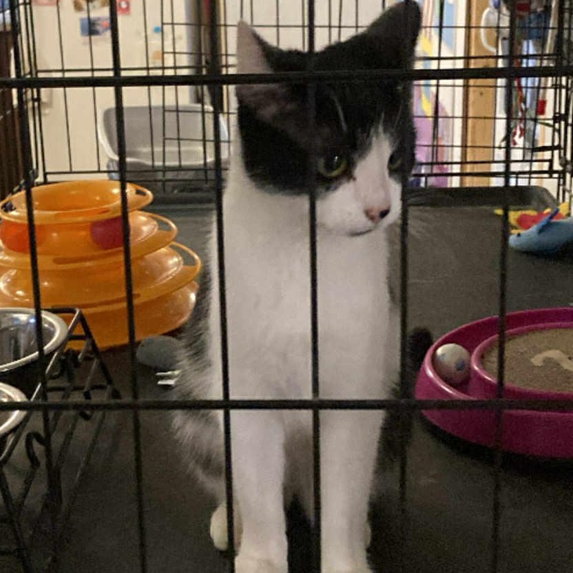 Enlarge Orena, a ADOPTABLE Domestic Short Hair in St. Marys, WV image 2/2