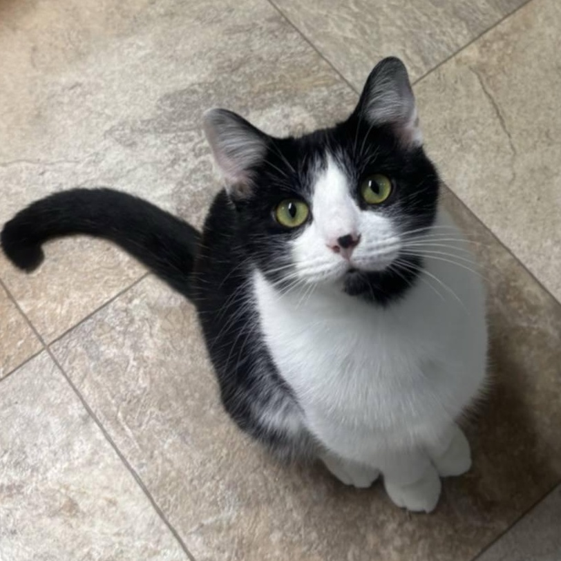 Enlarge Orena, a ADOPTABLE Domestic Short Hair in St. Marys, WV image 2/4