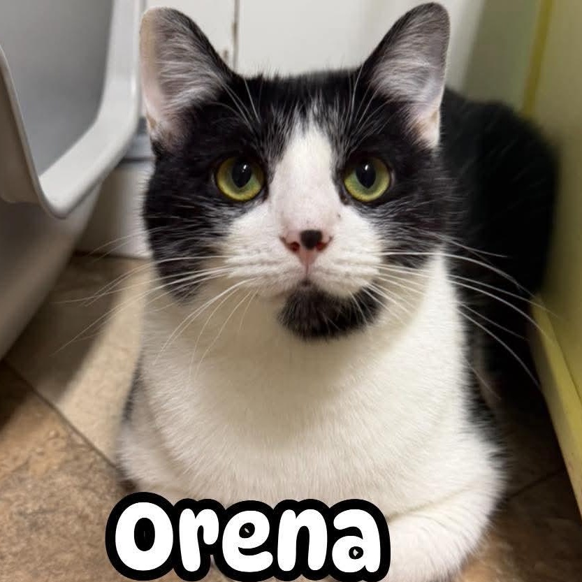 Orena, ADOPTABLE, Young Female Domestic Short Hair.