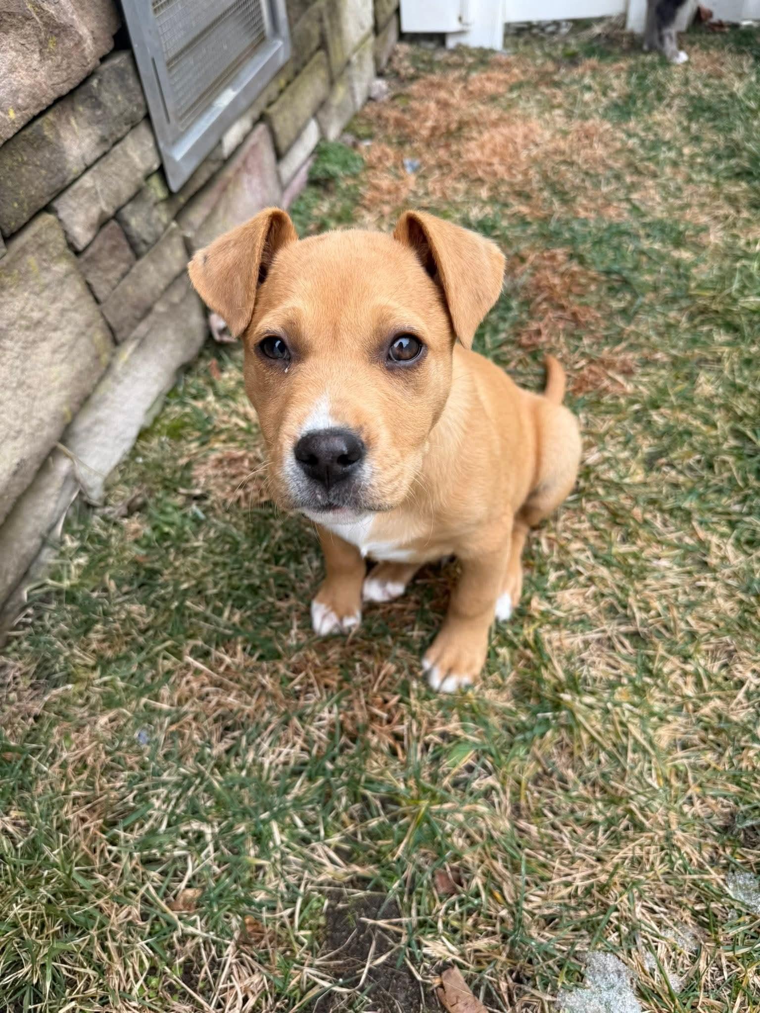 Enlarge Arrow, a ADOPTABLE Mixed Breed in Collingswood, NJ image 6/6
