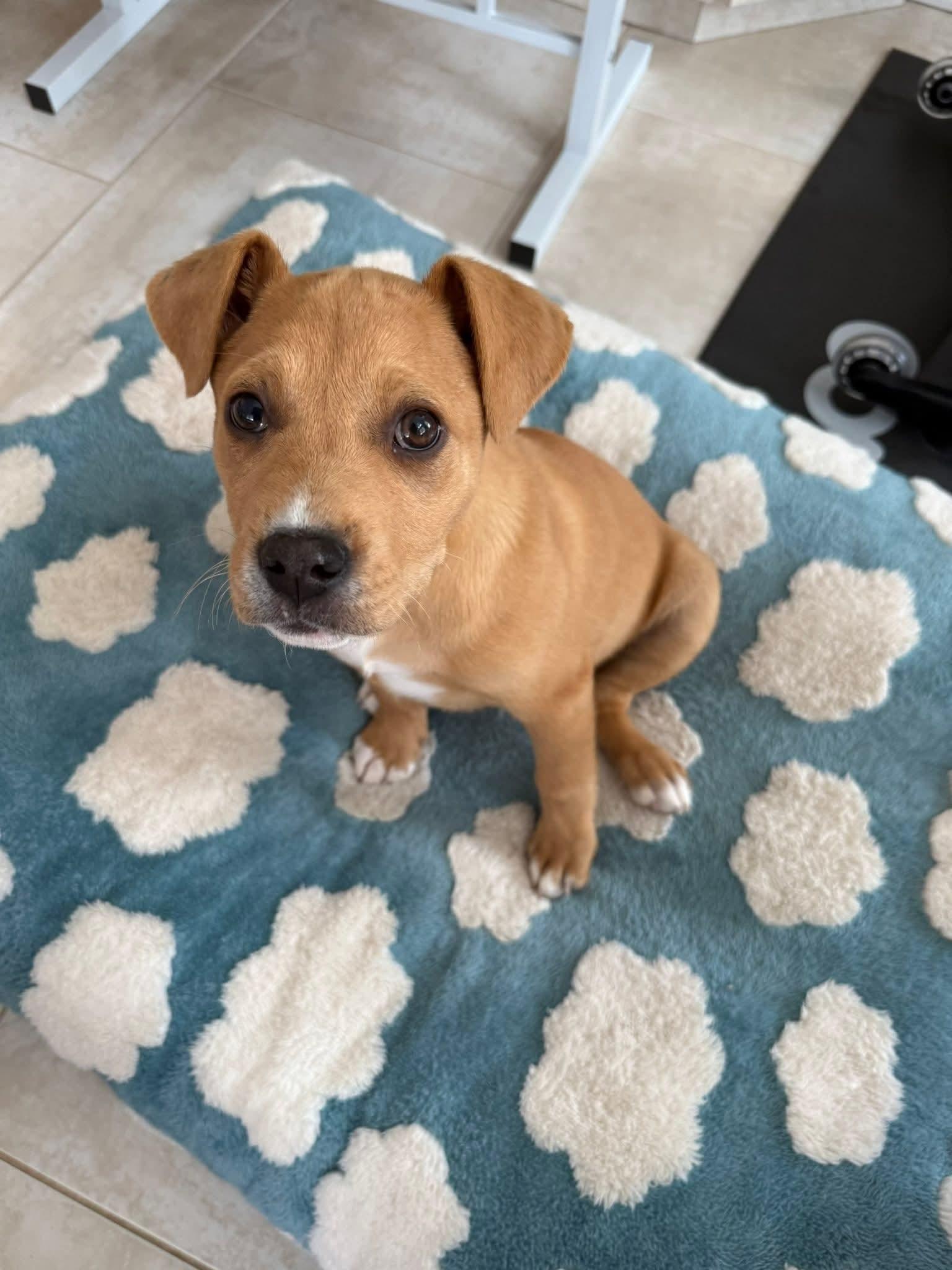 Enlarge Arrow, a ADOPTABLE Mixed Breed in Collingswood, NJ image 4/6