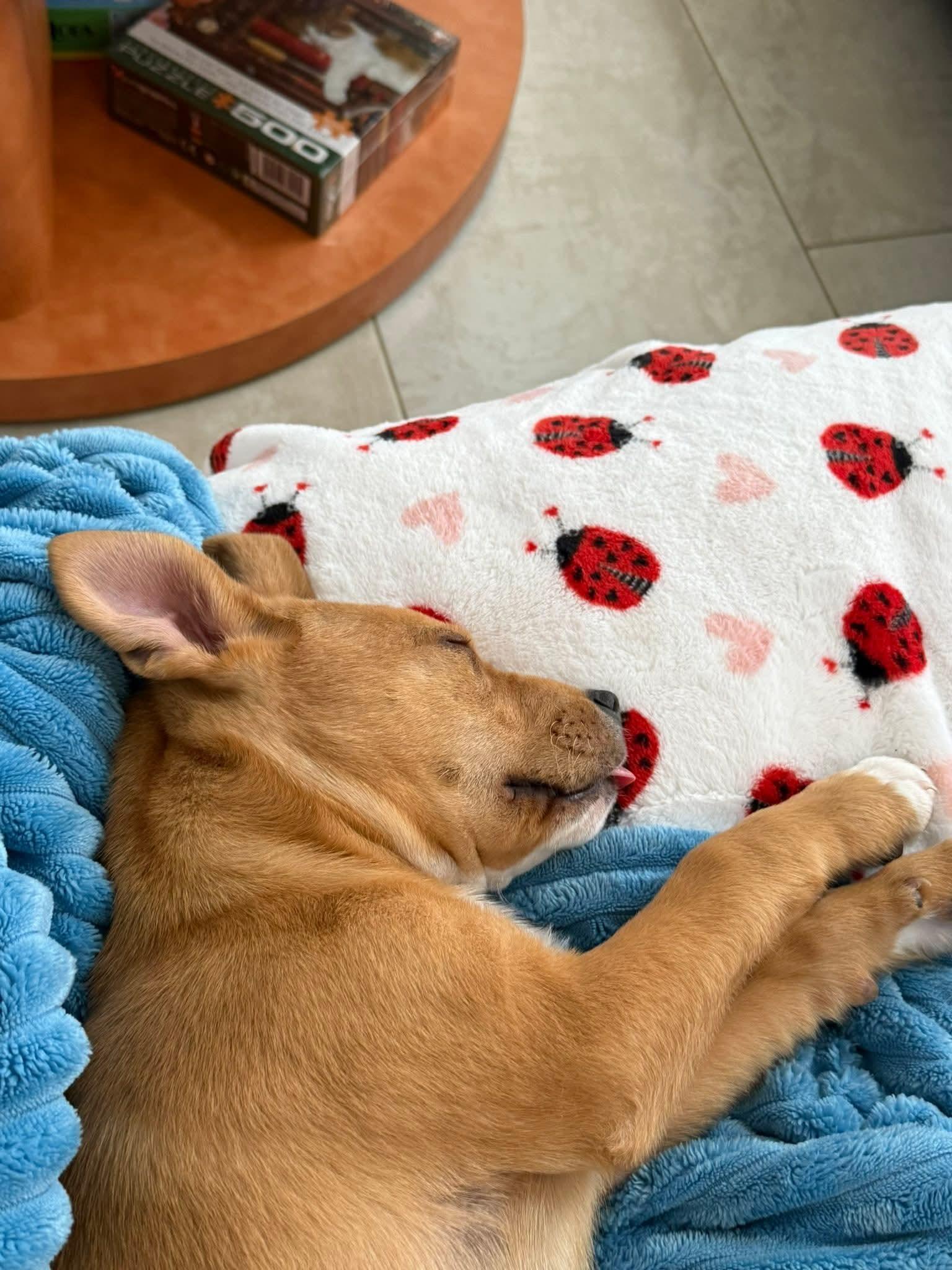 Enlarge Arrow, a ADOPTABLE Mixed Breed in Collingswood, NJ image 3/6