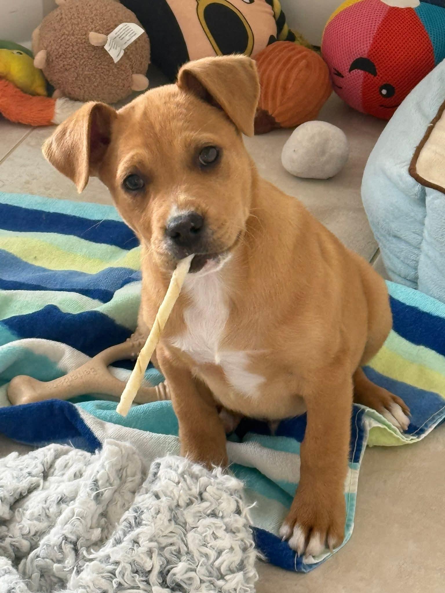 Enlarge Arrow, a ADOPTABLE Mixed Breed in Collingswood, NJ image 1/6