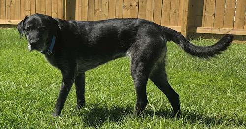 Enlarge Kayley #2, a Adoptable mixed breed in Killingworth, CT image 3/6