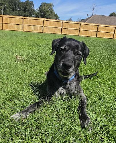 Enlarge Kayley #2, a Adoptable mixed breed in Killingworth, CT image 4/6