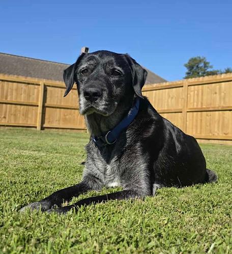 Kayley #2, Adoptable, Senior Female Black Labrador Retriever.