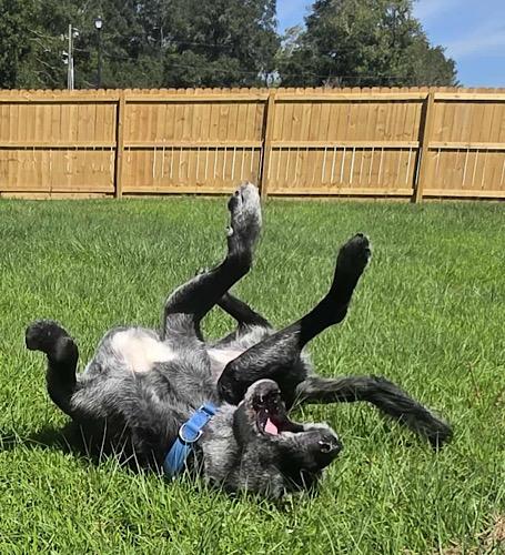 Enlarge Kayley #2, a Adoptable mixed breed in Killingworth, CT image 2/6